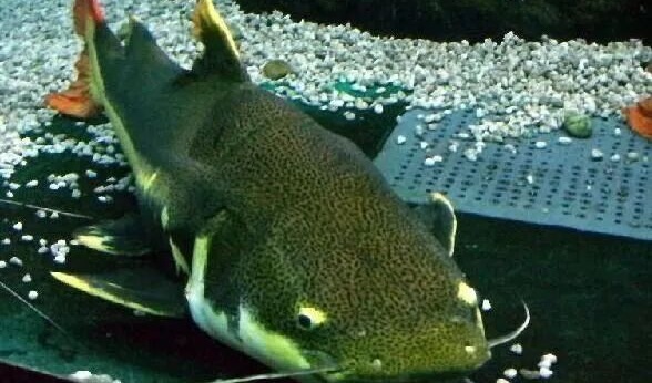 招财猫鱼怎么养？（招财猫鱼好不好养？）