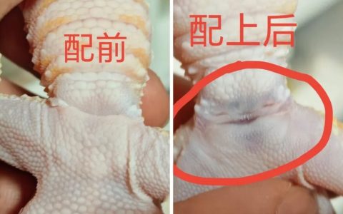 豹纹守宫什么时候能繁殖？什么时候适合繁殖？怎么繁育？