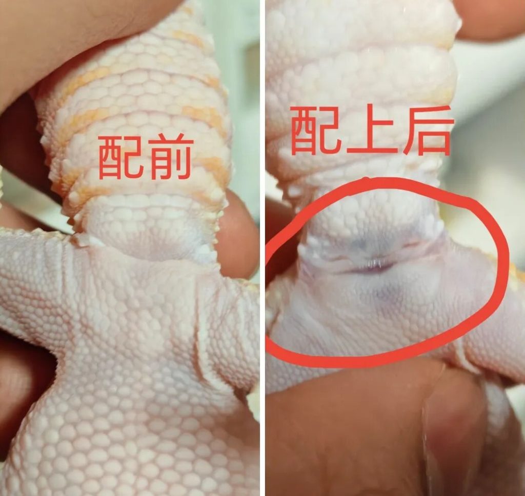 豹纹守宫什么时候能繁殖？什么时候适合繁殖？怎么繁育？