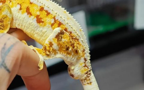 如何区分睫角守宫的公母？