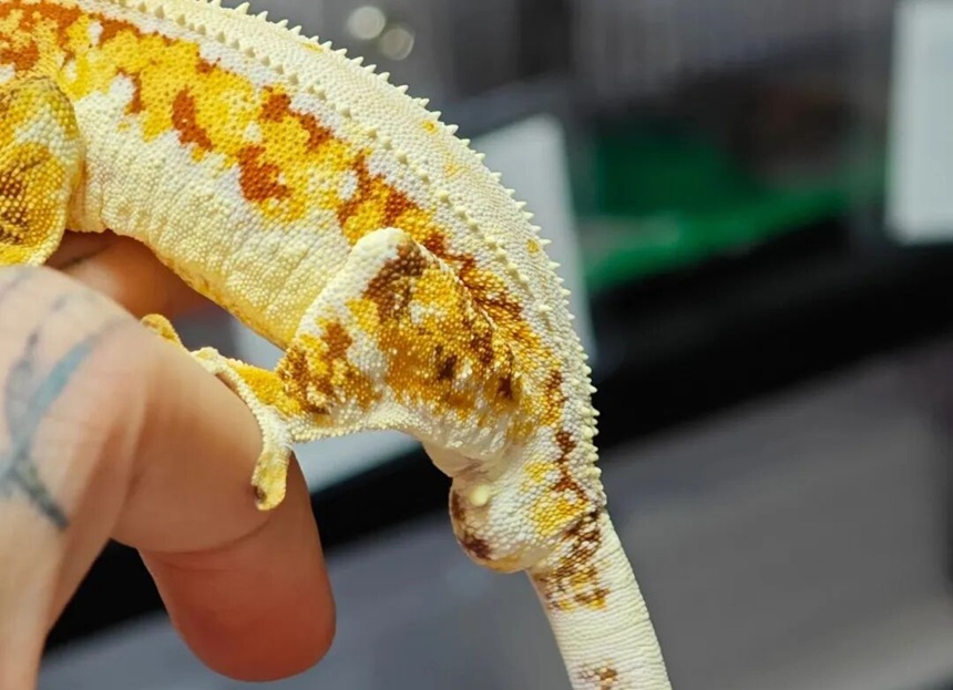 如何区分睫角守宫的公母？