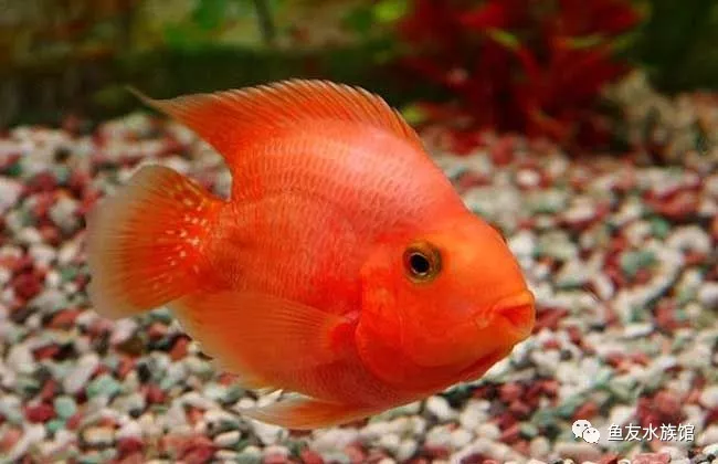 鹦鹉鱼怎么繁殖？（金刚鹦鹉鱼和红鹦鹉鱼繁殖注意事项）