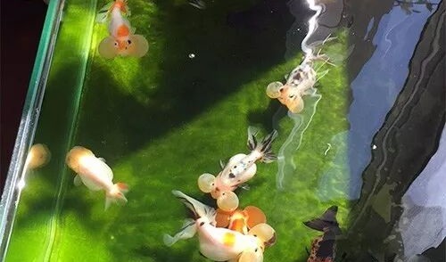 家庭饲养金鱼攻略之五：养金鱼要怎么养水？