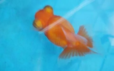 家庭饲养金鱼攻略之十二：金鱼水霉病应该如何预防和治疗？