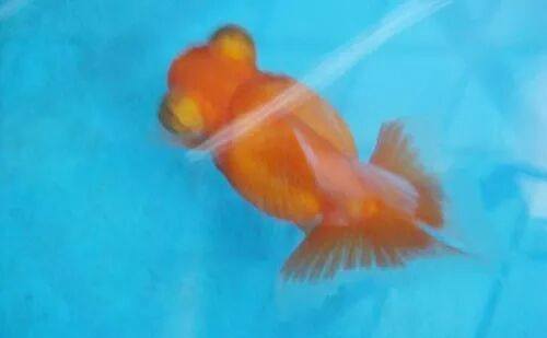 家庭饲养金鱼攻略之十二：金鱼水霉病应该如何预防和治疗？