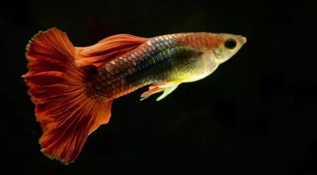 热带观赏鱼的几种主要鱼病以及该如何预防和治疗