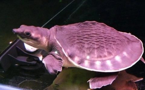 猪鼻龟怎么选购？猪鼻龟怎么养？