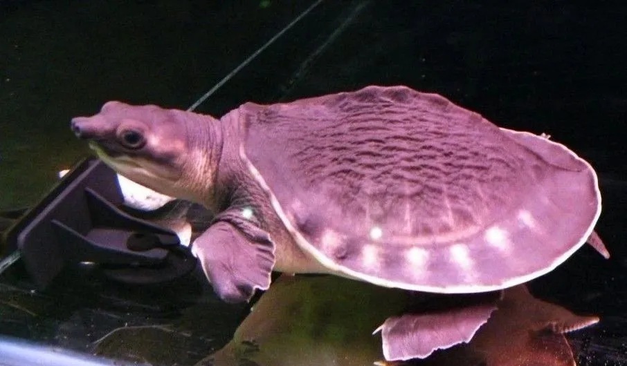 猪鼻龟怎么选购？猪鼻龟怎么养？