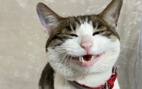 猫咪老叫还不爱吃猫粮该怎么办？如何解决？