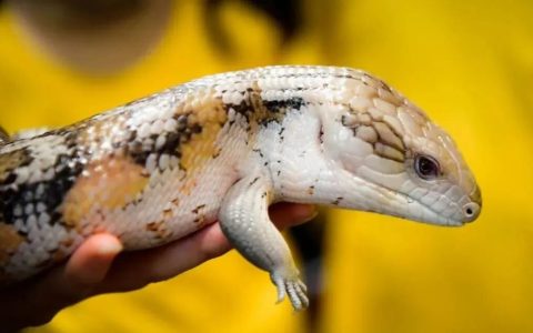 蓝舌石龙子该怎么养？（蓝舌石龙子饲养攻略）