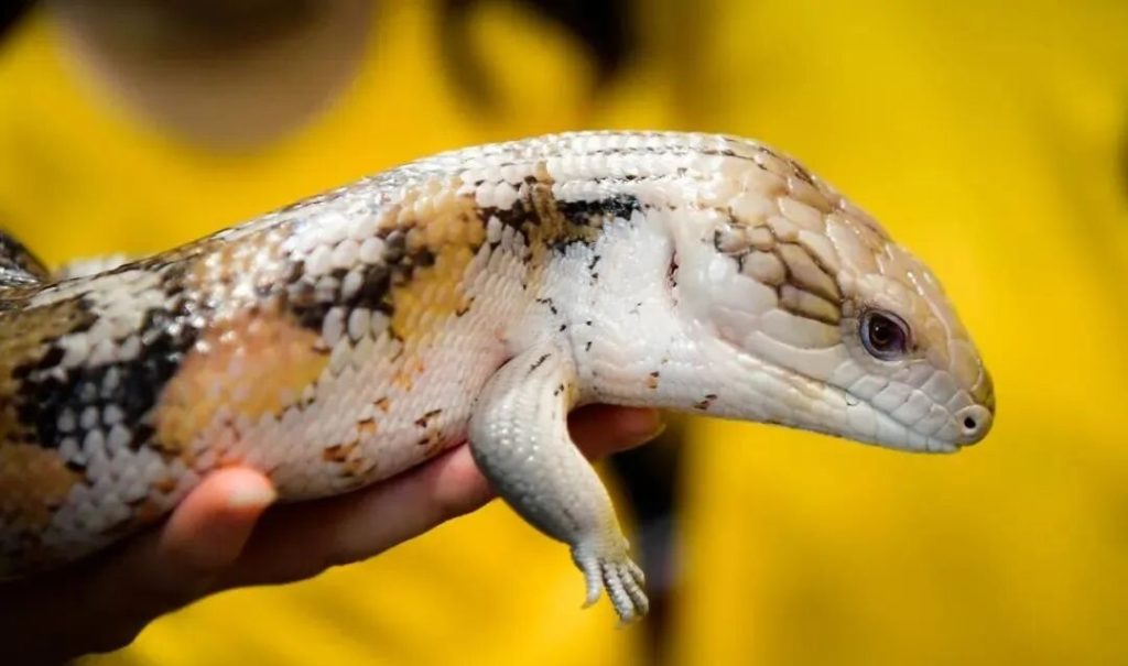 蓝舌石龙子该怎么养？（蓝舌石龙子饲养攻略）