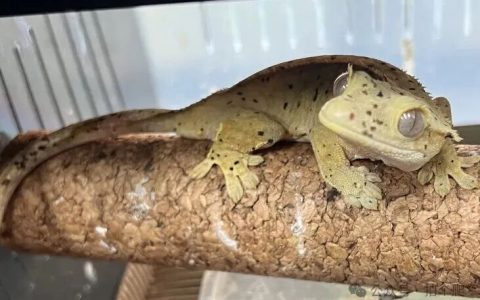 睫角守宫吃什么？（睫角守宫喂养指南）