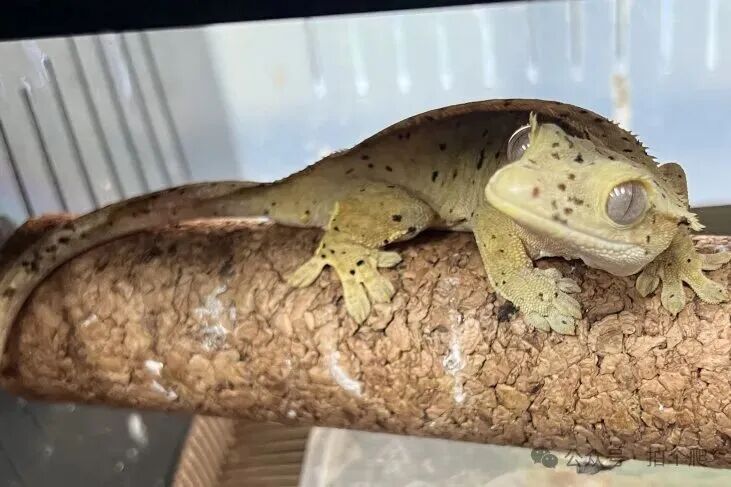 睫角守宫吃什么？（睫角守宫喂养指南）