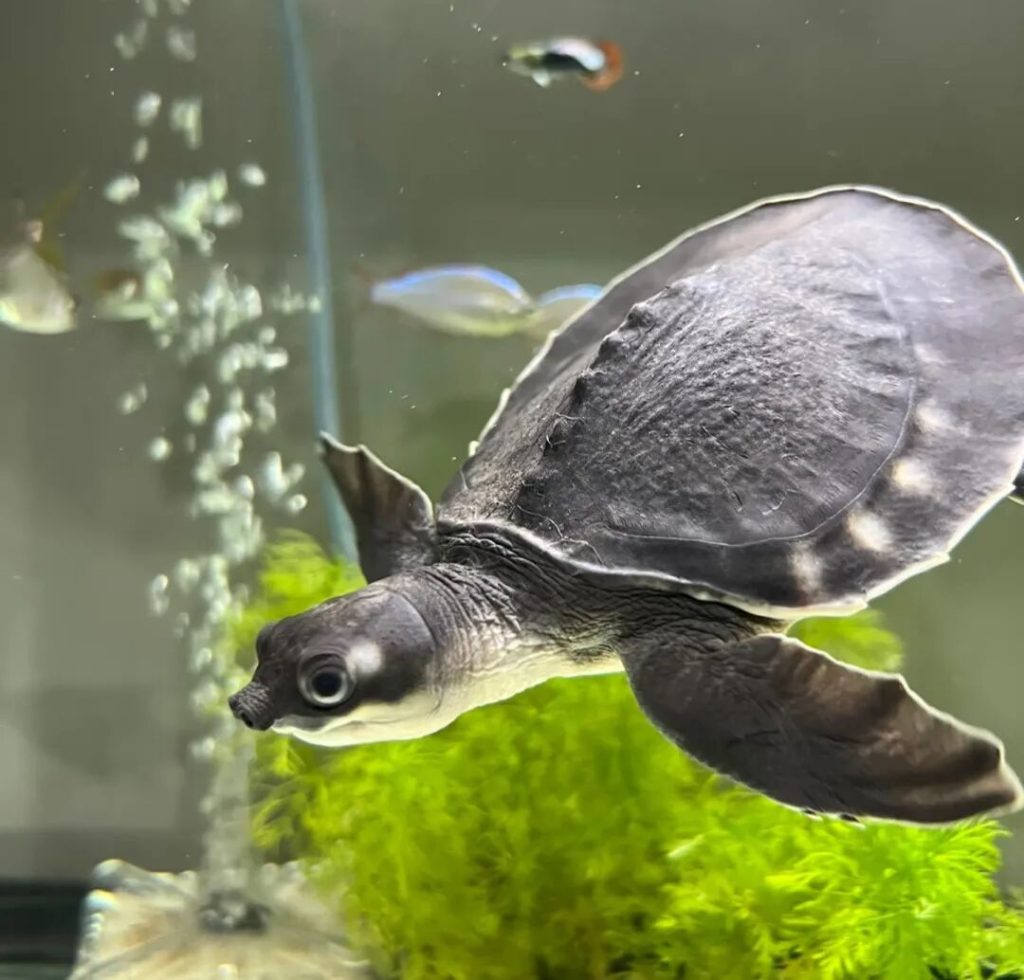 十大最不像乌龟的龟，你见过哪几种？