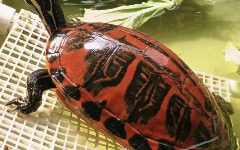 爱吃素菜的、互动性超高的乌龟——火焰龟