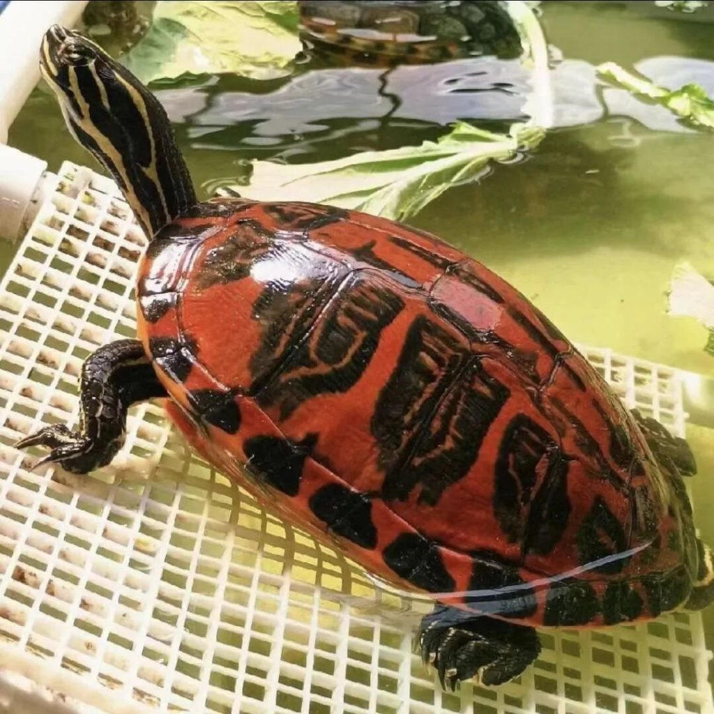 爱吃素菜的、互动性超高的乌龟——火焰龟