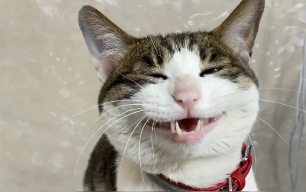 猫咪老叫还不爱吃猫粮该怎么办？如何解决？