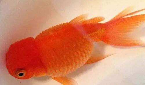 家庭饲养金鱼攻略之十三：金鱼炸鳞病的原因、症状和治疗方法