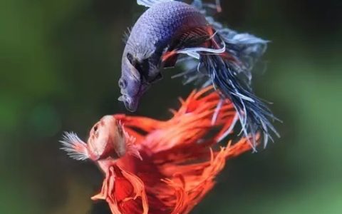 观赏鱼的鳃丝发白、体色发黑，是烂鳃病还是鳃霉病？