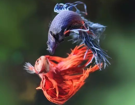 观赏鱼的鳃丝发白、体色发黑，是烂鳃病还是鳃霉病？