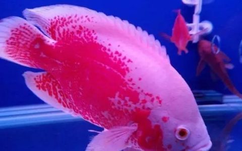 地图鱼吃什么长的快？（如何喂养地图鱼？）