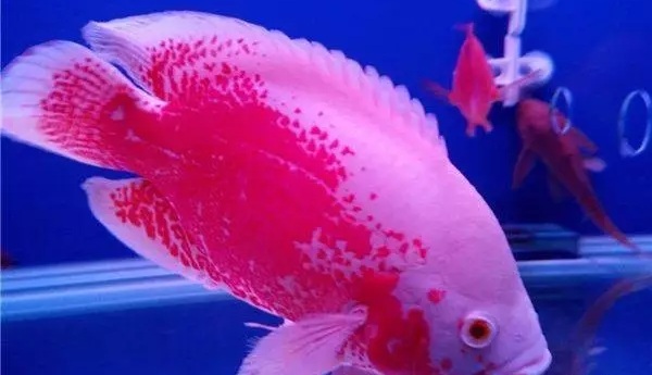 地图鱼吃什么长的快？（如何喂养地图鱼？）