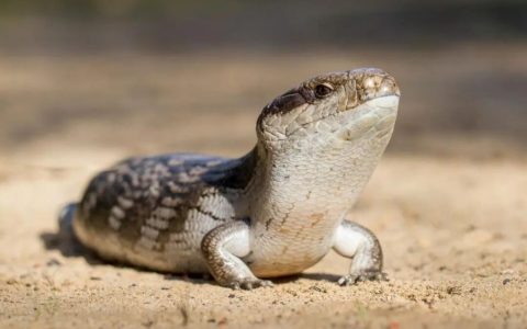 如何精准快速鉴定蓝舌石龙子的性别？