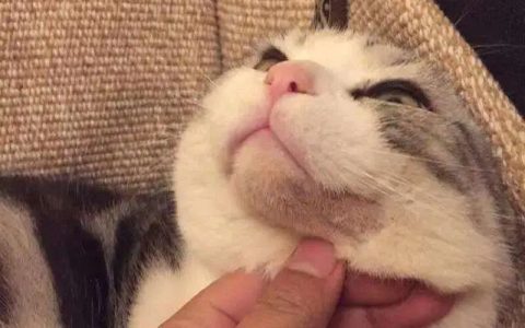 猫咪为什么会黑下巴？（猫咪黑下巴该怎么治疗？）