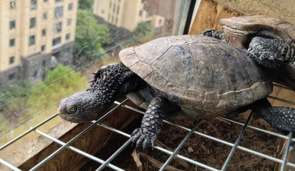 十大最不像乌龟的龟，你见过哪几种？