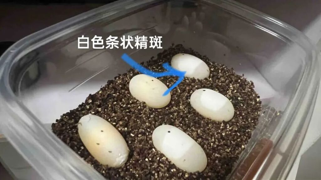 乌龟蛋怎么孵化？（乌龟蛋孵化保姆级指南）