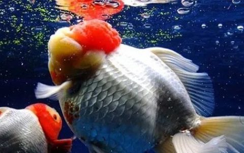 家庭饲养金鱼攻略之十四：金鱼打粉病治疗以及双氧水全面介绍！