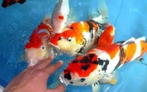 家庭锦鲤四季如何饲养？（家里养锦鲤注意事项）