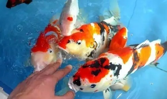 家庭锦鲤四季如何饲养？（家里养锦鲤注意事项）