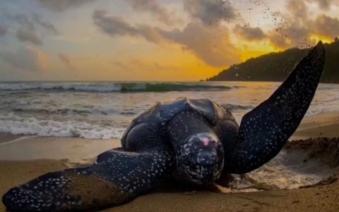 棱皮龟：身长可达3米，重900公斤，在地球已活了一亿多年的龟