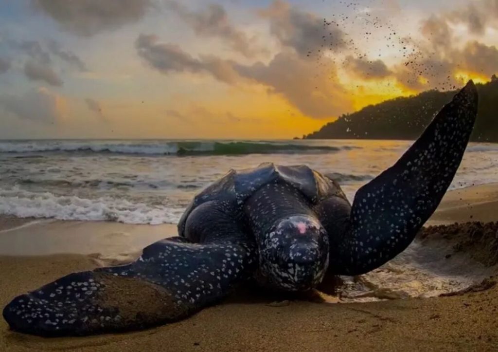 棱皮龟：身长可达3米，重900公斤，在地球已活了一亿多年的龟