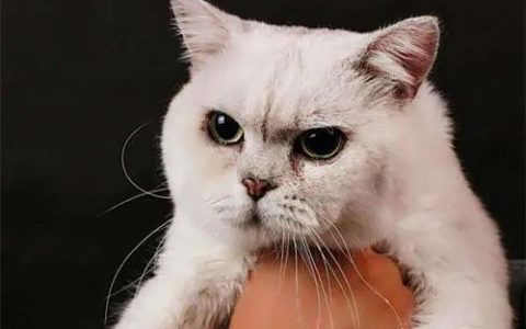  猫咪为什么会有泪痕？（ 猫咪泪痕的形成原因？）