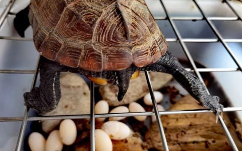 乌龟蛋怎么孵化？（乌龟蛋孵化保姆级指南）