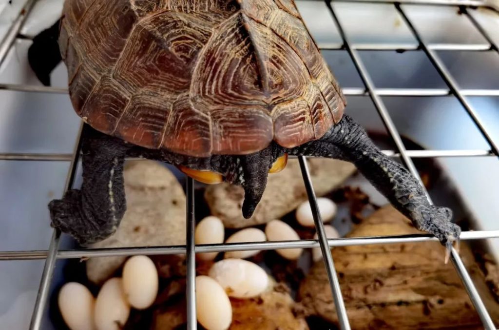 乌龟蛋怎么孵化？（乌龟蛋孵化保姆级指南）