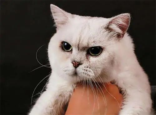  猫咪为什么会有泪痕？（ 猫咪泪痕的形成原因？）