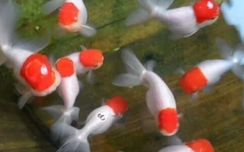 家庭饲养金鱼攻略之十五：金鱼病常用药说明与注意事项