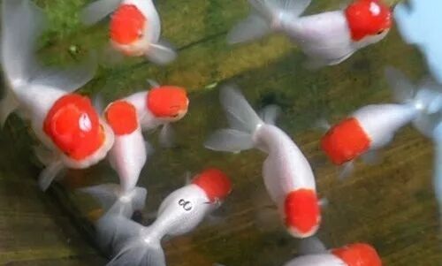 家庭饲养金鱼攻略之十五：金鱼病常用药说明与注意事项