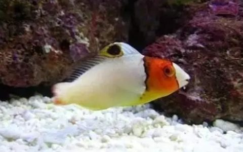 金鱼鱼鳞变黑是怎么回事？（金鱼鱼鳞为什么会变黑？）