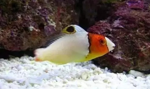 金鱼鱼鳞变黑是怎么回事？（金鱼鱼鳞为什么会变黑？）