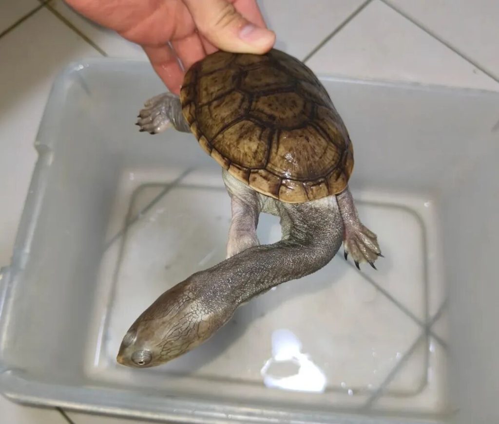 十大最不像乌龟的龟，你见过哪几种？