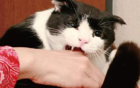 小猫咪喜欢咬人怎么办？（4招解决猫咪咬人）
