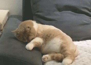 猫咪睡觉为什么会抖动？（猫咪睡觉抖动原因分析）