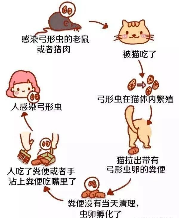 猫咪得了弓形虫病的危害以及预防措施