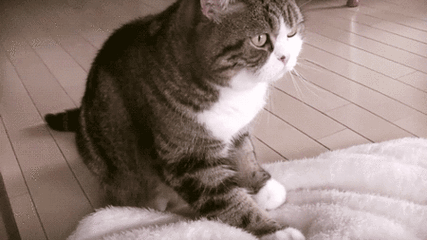 猫咪踩奶是撒娇还是“认妈”？（猫咪踩奶的意义）