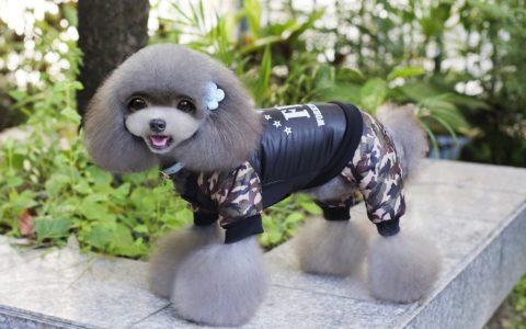 冬天到底要不要给宠物穿衣服