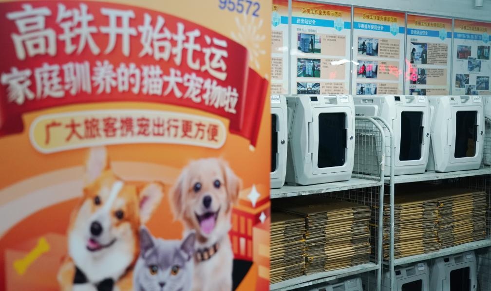 宠物托运怎么办理？宠物托运全攻略来了